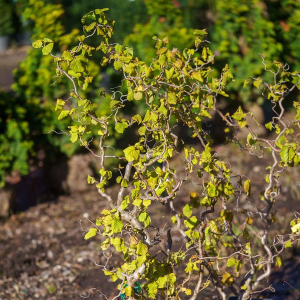 Contorted European Filbert