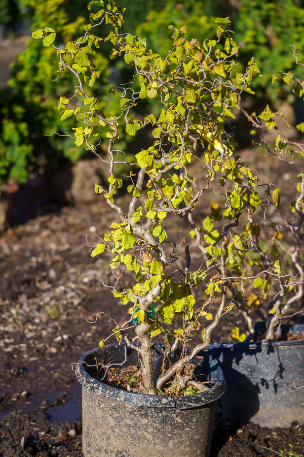 Contorted European Filbert
