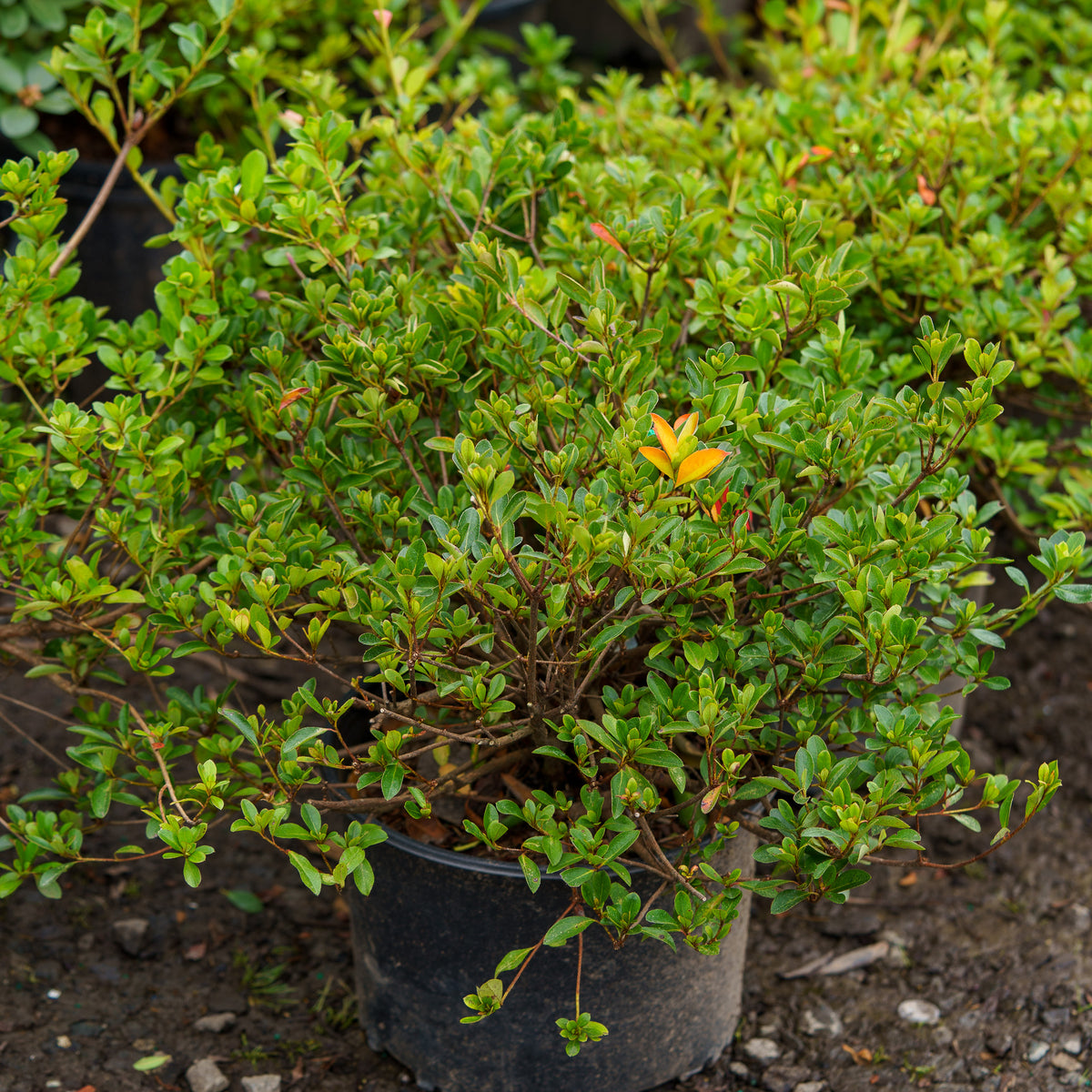 Conversation Piece Azalea – Plant Detectives