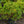 Load image into Gallery viewer, Conversation Piece Azalea
