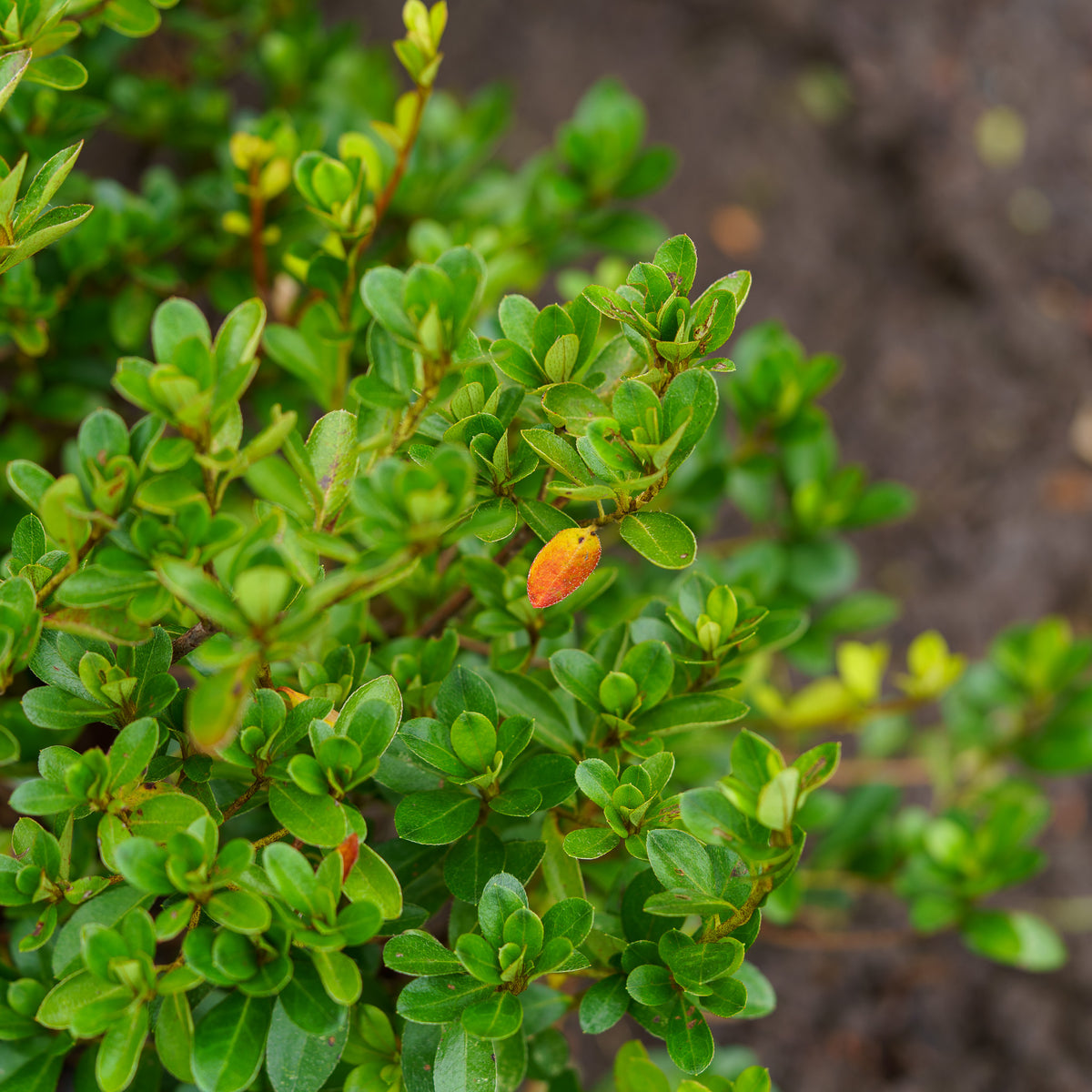 Conversation Piece Azalea – Plant Detectives