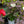 Load image into Gallery viewer, Cookies and Cream Hibiscus