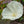 Load image into Gallery viewer, Cookies and Cream Hibiscus