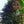 Load image into Gallery viewer, Copper Beech - Beech - Shade Trees
