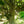 Load image into Gallery viewer, Copper Beech - Beech - Shade Trees