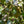 Load image into Gallery viewer, Copper Beech - Beech - Shade Trees