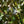 Load image into Gallery viewer, Copper Beech - Beech - Shade Trees