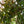 Load image into Gallery viewer, Copper Beech - Beech - Shade Trees