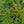 Load image into Gallery viewer, Bearberry Cotoneaster