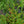 Load image into Gallery viewer, Bearberry Cotoneaster