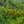 Load image into Gallery viewer, Bearberry Cotoneaster