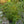 Load image into Gallery viewer, Bearberry Cotoneaster