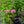 Load image into Gallery viewer, Ditomdre Coral Creme Drop Garden Phlox