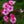 Load image into Gallery viewer, Ditomdre Coral Creme Drop Garden Phlox
