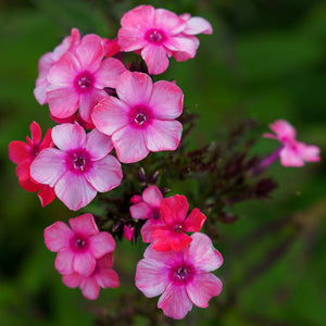 Ditomdre Coral Creme Drop Garden Phlox
