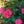 Load image into Gallery viewer, Coral Drift Rose