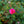Load image into Gallery viewer, Coral Drift Rose