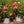 Load image into Gallery viewer, Coral Drift Rose