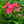 Load image into Gallery viewer, Coral Flame Tall Garden Phlox