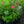 Load image into Gallery viewer, Coral Flame Tall Garden Phlox