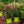 Load image into Gallery viewer, Coral Knock Out Rose