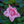 Load image into Gallery viewer, Coral Knock Out Rose
