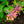 Load image into Gallery viewer, Coral Star Honeysuckle