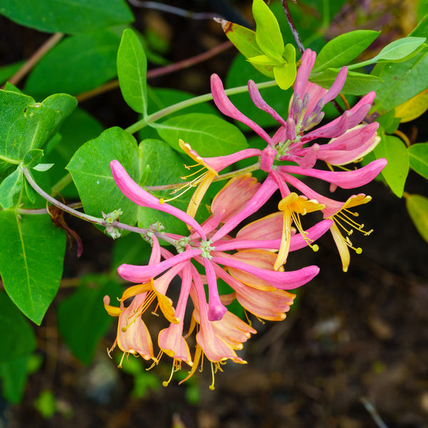 Coral Star Honeysuckle