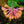 Load image into Gallery viewer, Coral Star Honeysuckle