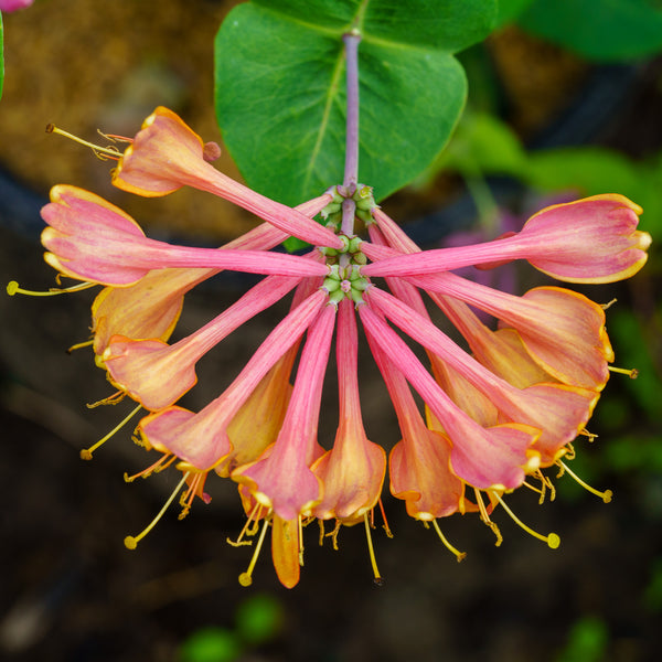 Coral Star Honeysuckle