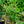 Load image into Gallery viewer, Coral Star Honeysuckle