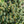 Load image into Gallery viewer, Corbet Colorado Spruce