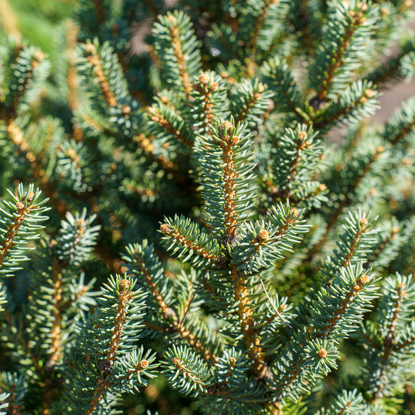 Corbet Colorado Spruce