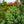 Load image into Gallery viewer, Corbet Colorado Spruce