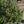Load image into Gallery viewer, Corbet Colorado Spruce