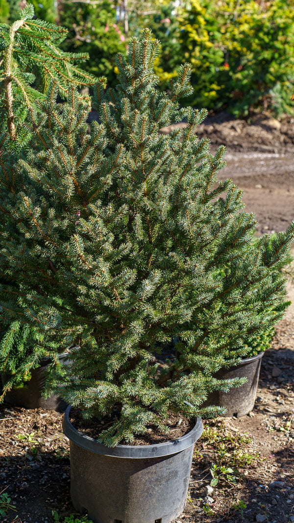 Corbet Colorado Spruce