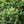 Load image into Gallery viewer, Corbet Colorado Spruce