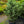 Load image into Gallery viewer, Corbet Colorado Spruce