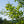 Load image into Gallery viewer, Corkscrew Willow - Willow - Shade Trees