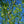 Load image into Gallery viewer, Corkscrew Willow - Willow - Shade Trees
