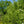 Load image into Gallery viewer, Corkscrew Willow - Willow - Shade Trees