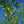 Load image into Gallery viewer, Corkscrew Willow - Willow - Shade Trees