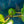 Load image into Gallery viewer, Corky's Honey Delight Fig