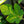 Load image into Gallery viewer, Corky's Honey Delight Fig