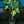 Load image into Gallery viewer, Corky's Honey Delight Fig