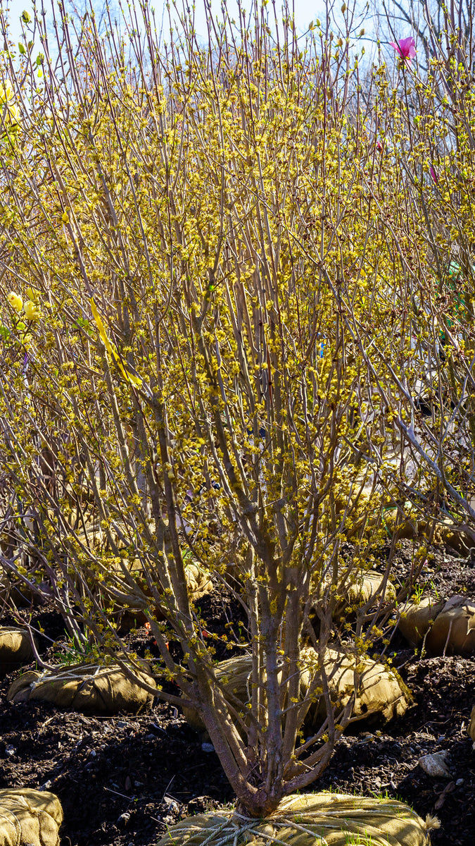 Cornelian Cherry Dogwood – Plant Detectives