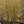 Load image into Gallery viewer, Cornelian Cherry Dogwood