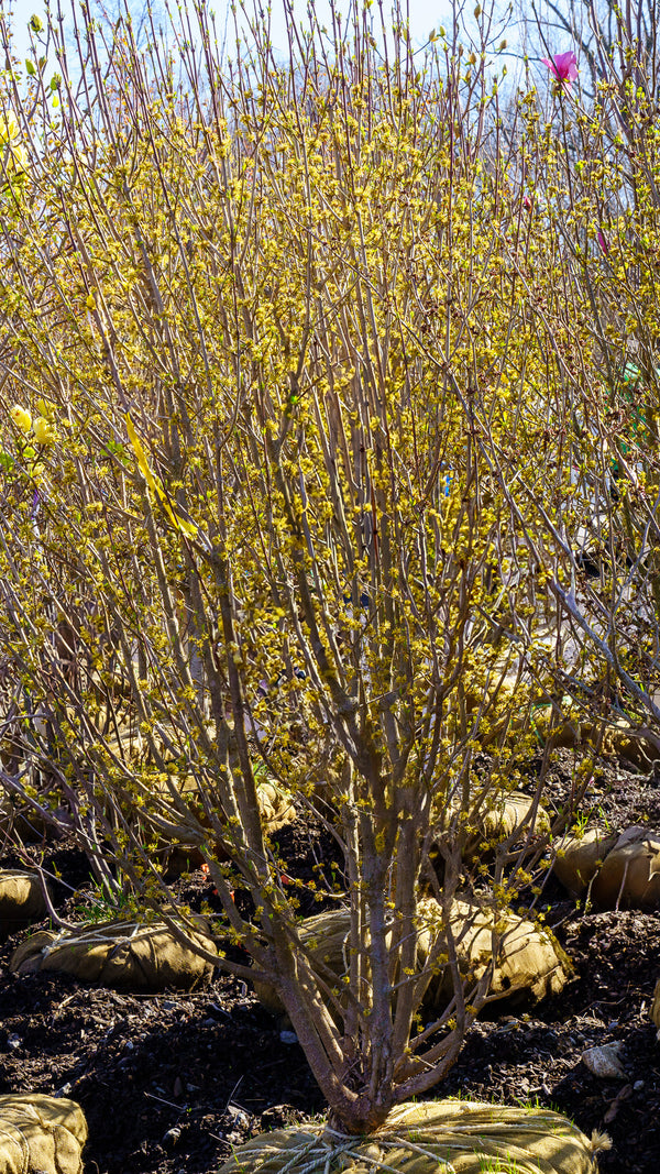 Cornelian Cherry Dogwood