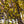 Load image into Gallery viewer, Cornelian Cherry Dogwood