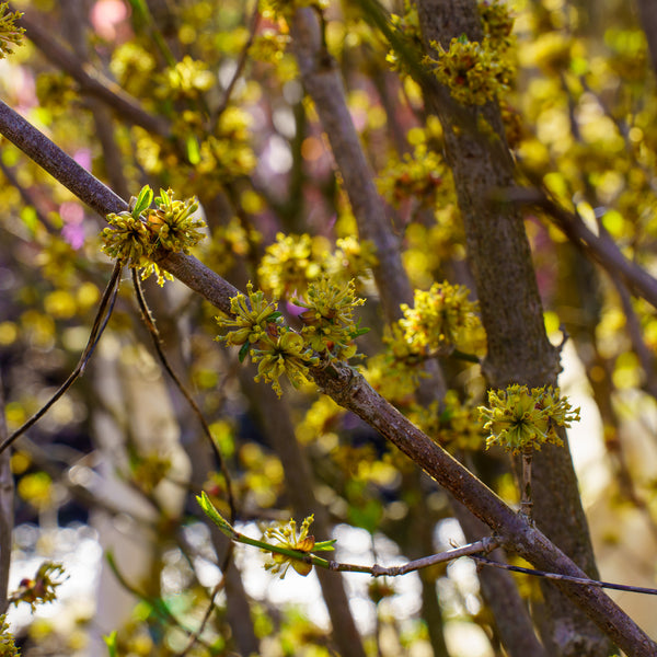 Cornelian Cherry Dogwood